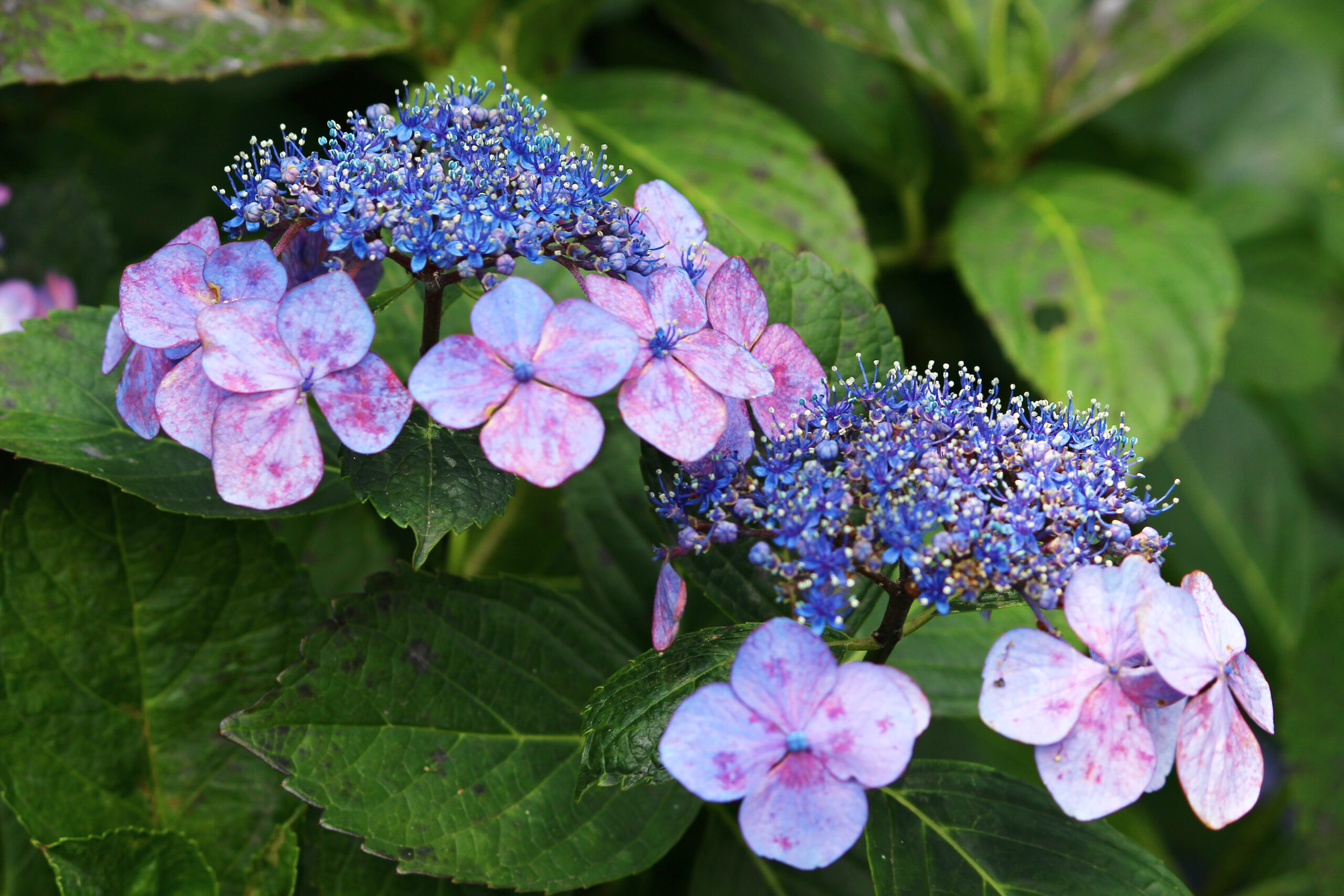 高幡不動尊あじさい