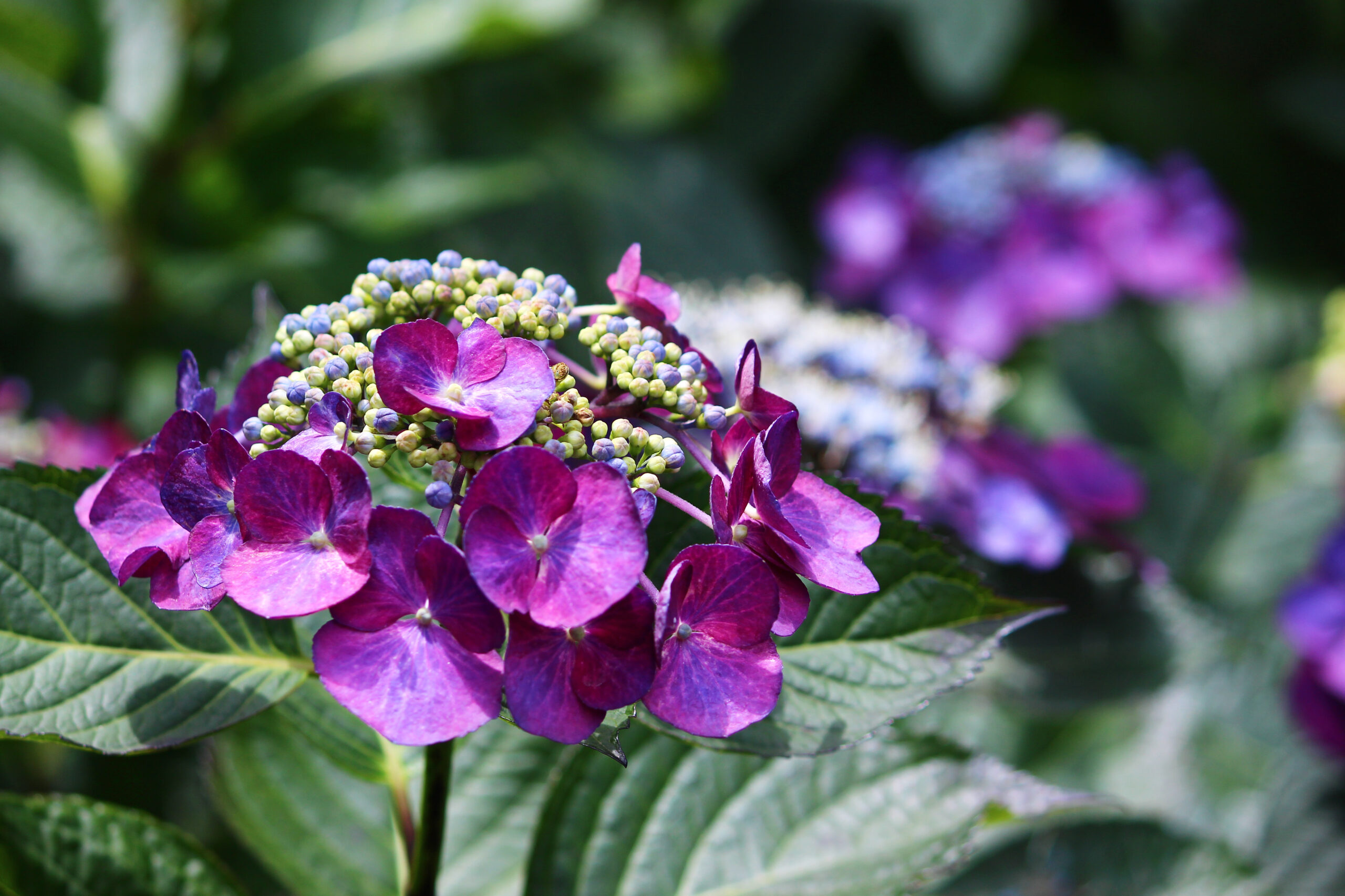 高幡不動尊あじさい