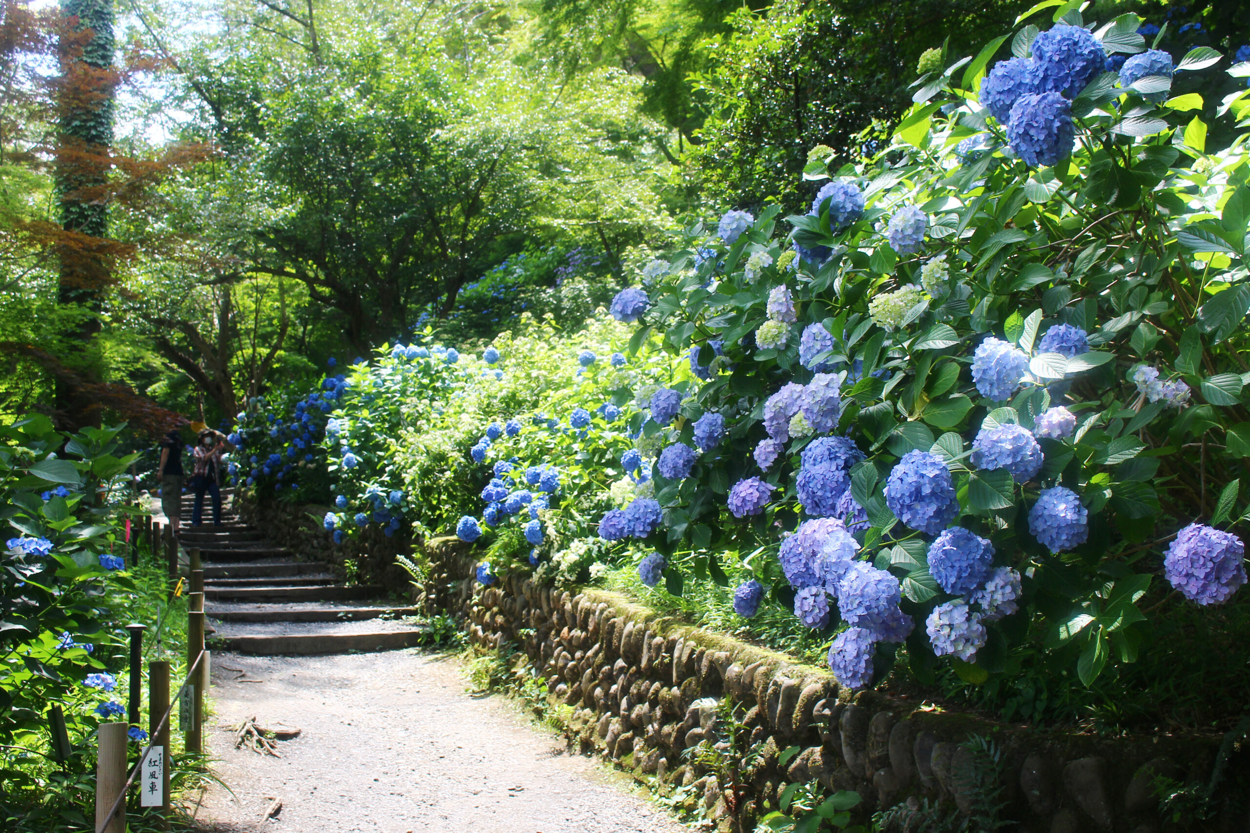 高幡不動尊あじさい