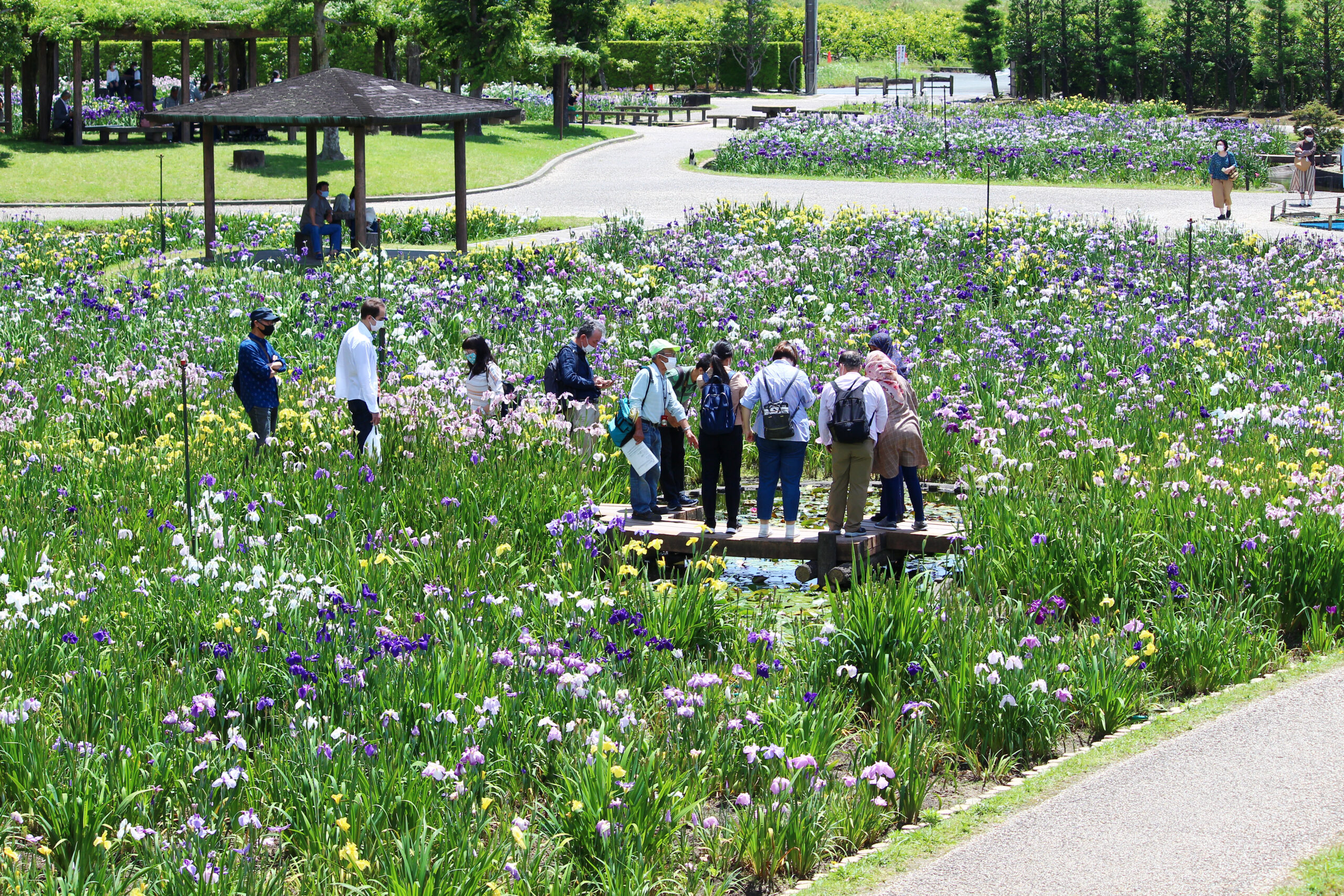 賀茂しょうぶ園