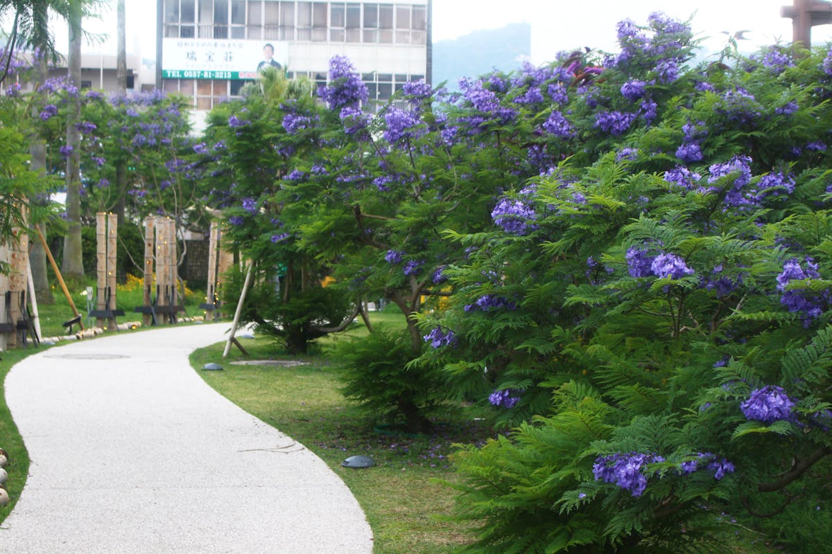 Atamiジャカランダフェスティバル21 熱海に初夏を告げる幸せの紫の花 オマツリジャパン あなたと祭りをつなげるメディア Atamiジャカランダフェスティバル21 熱海に初夏を告げる幸せの紫の花 オマツリジャパン あなたと祭りをつなげるメディア