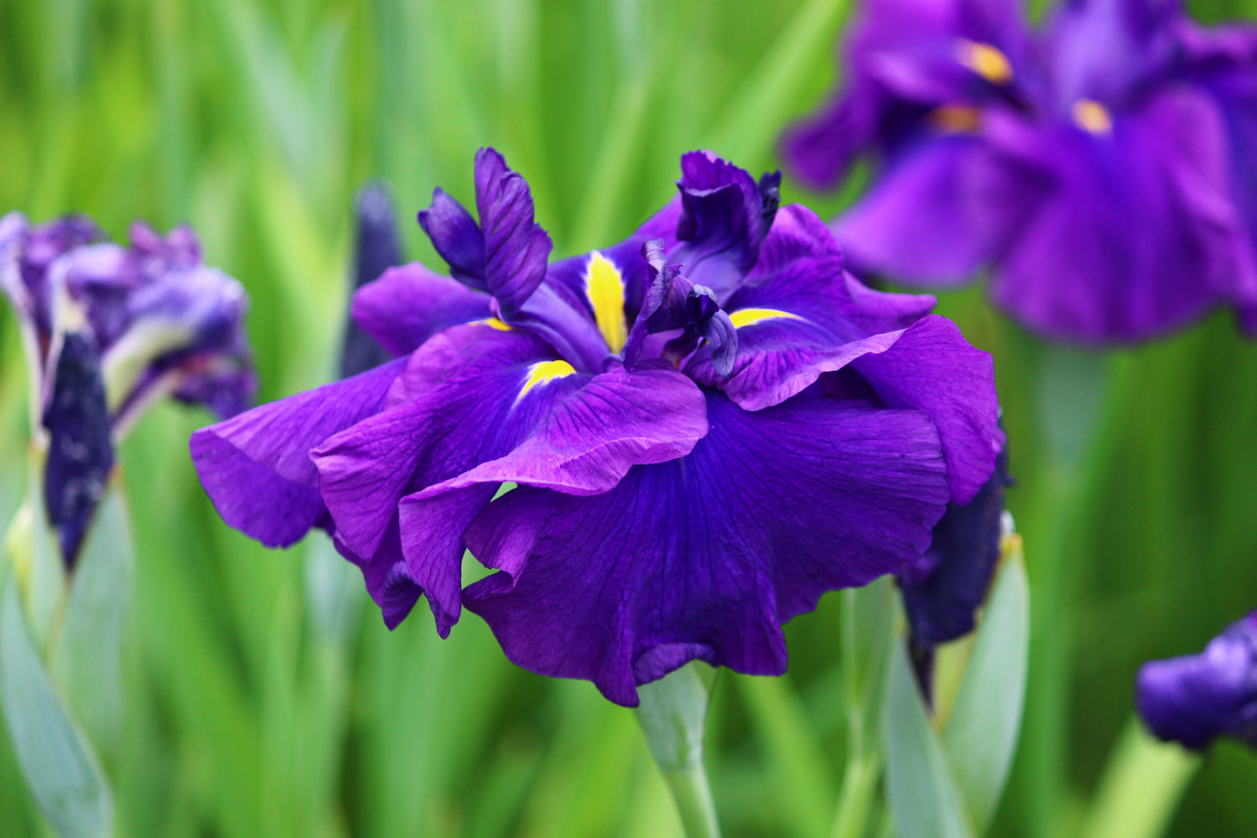 碧南市花しょうぶ