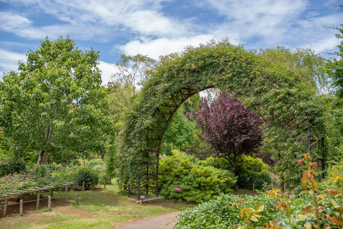 京成バラ園 樹齢70年のアーチ