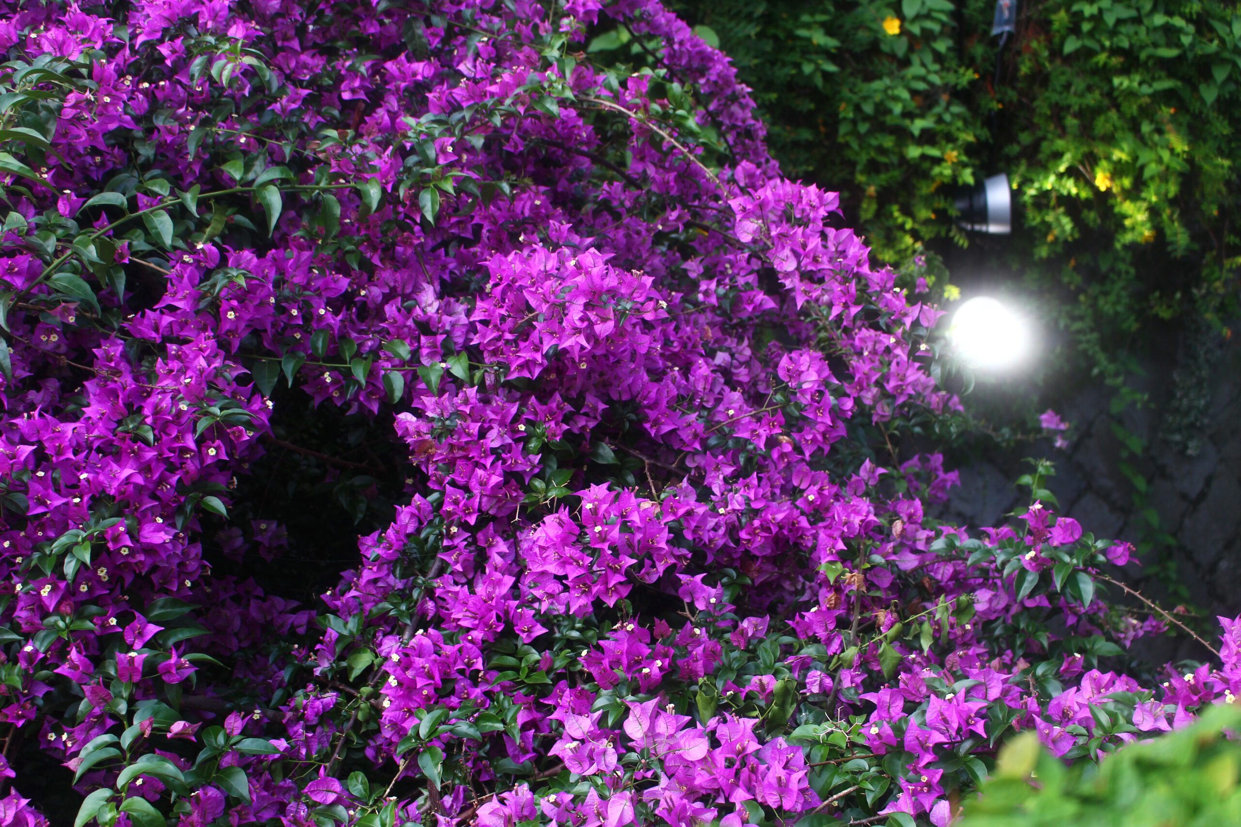 熱海ジャカランダ