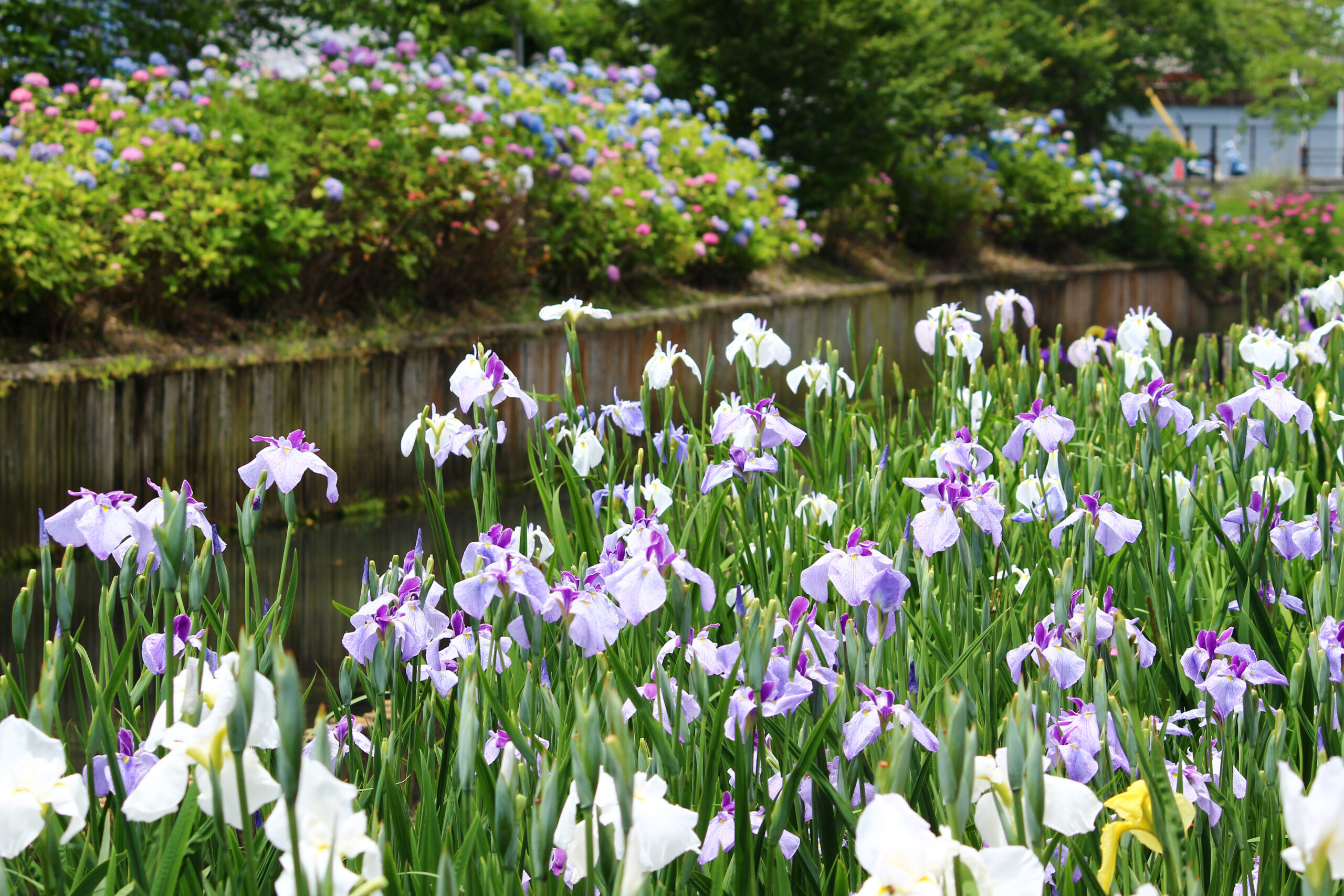 賀茂しょうぶ園