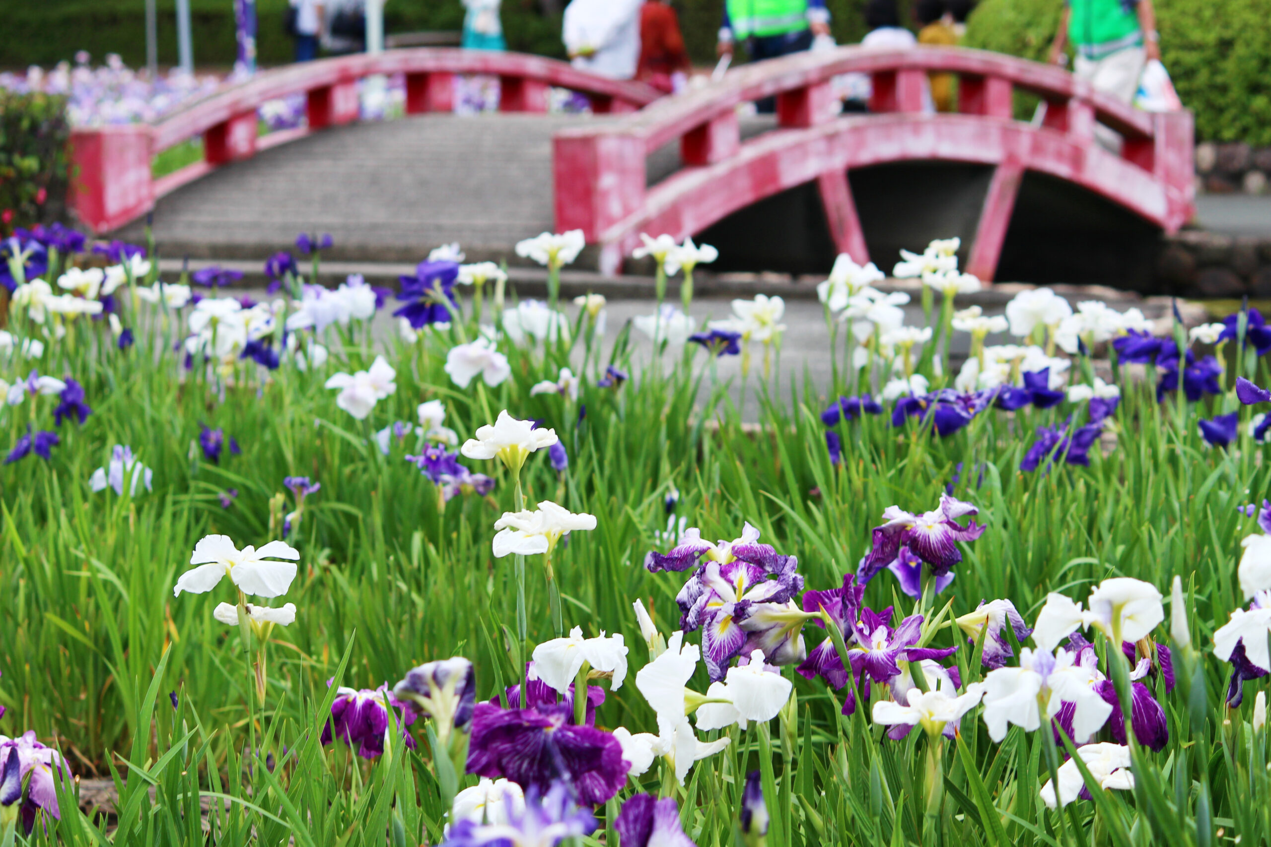 碧南市花しょうぶ