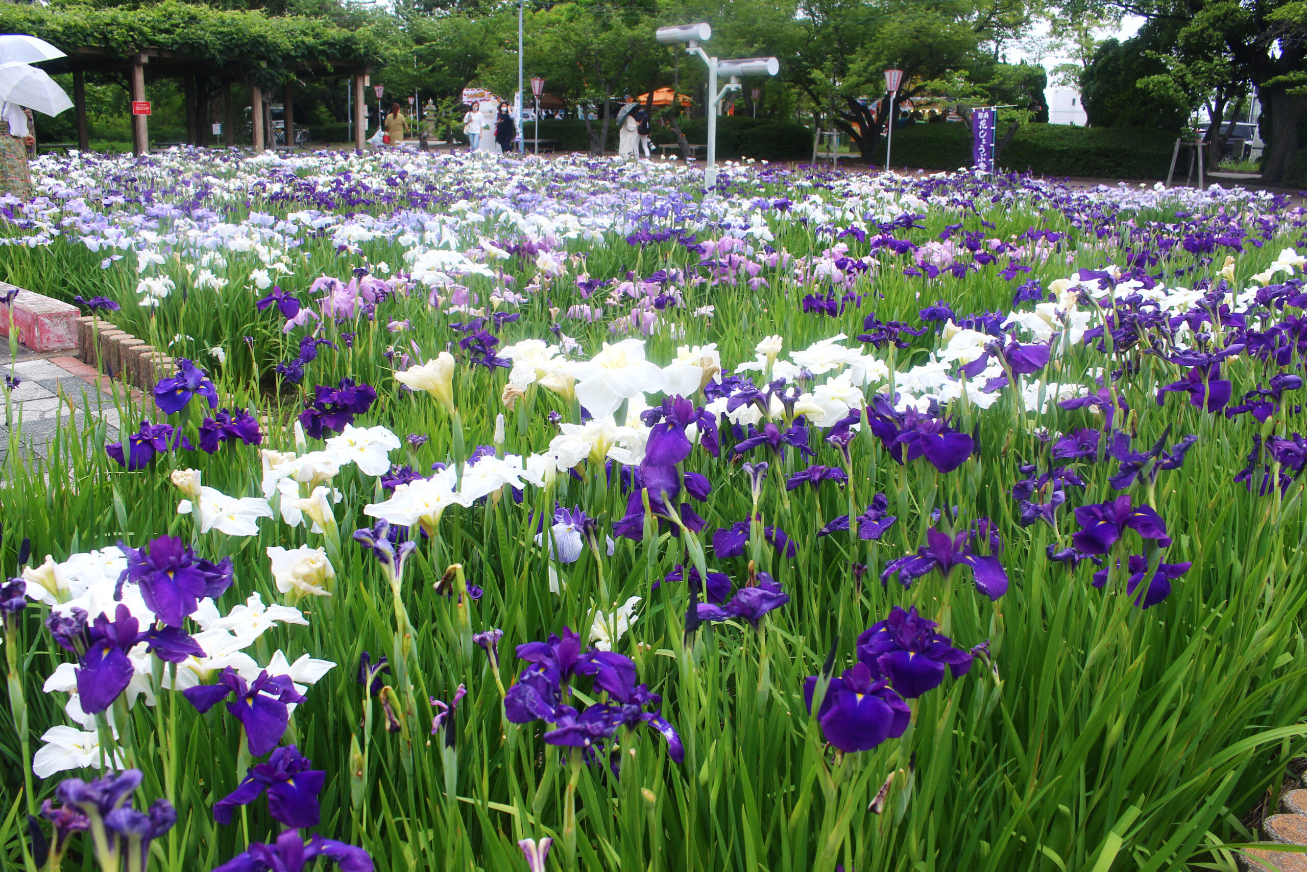 碧南市花しょうぶ