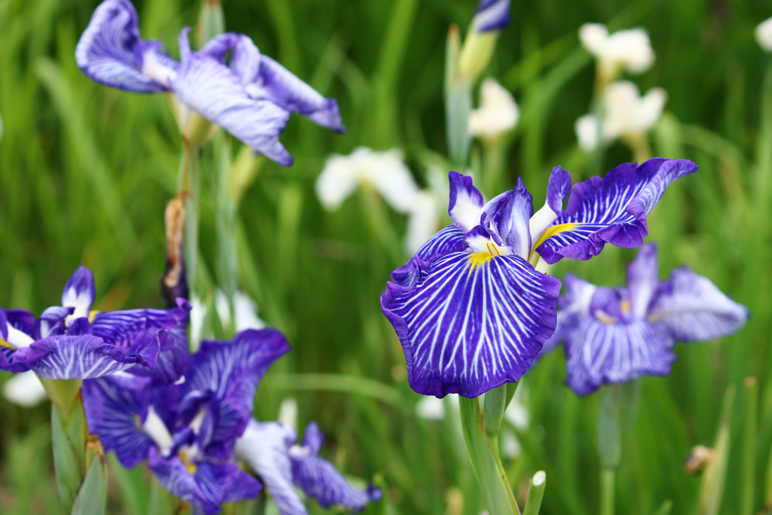 碧南市花しょうぶ