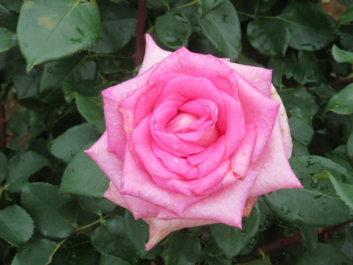 花久の里バラまつりでローズガーデンを彩る約0種類のバラ オマツリジャパン 毎日 祭日