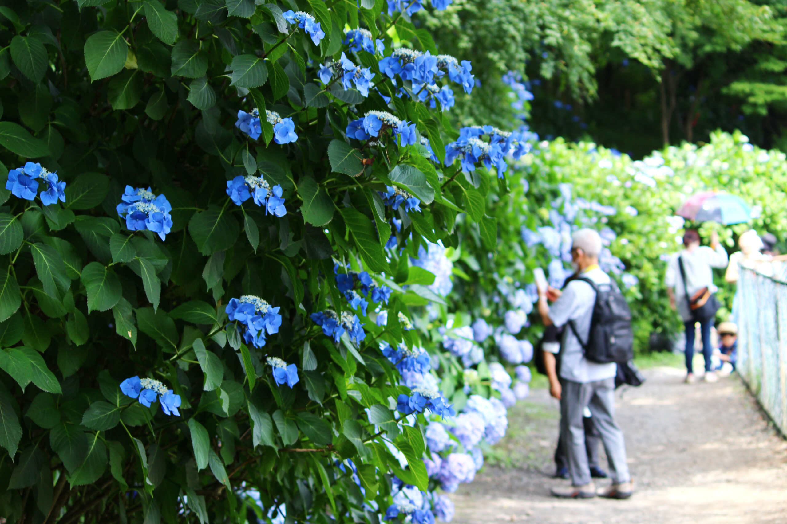高幡不動尊あじさい