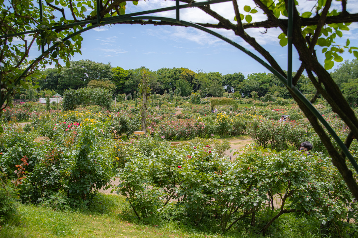 京成バラ園 前景1
