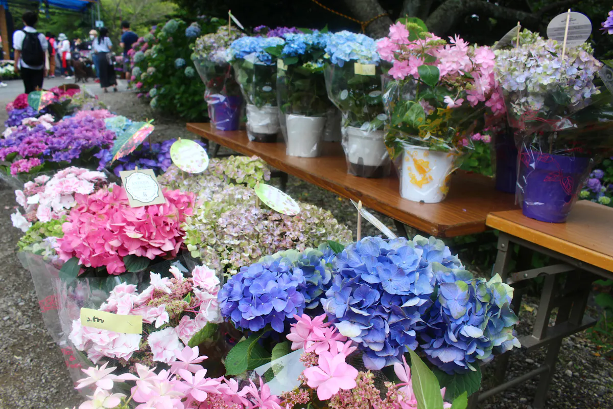 形原温泉あじさい祭り21 株のあじさいが一面咲き誇る 夜はホタルも登場 オマツリジャパン あなたと祭りをつなげるメディア 形原温泉あじさい祭り21 株のあじさいが一面咲き誇る 夜はホタルも登場 オマツリジャパン あなたと祭りをつなげるメディア