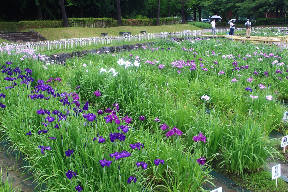 よっといで バラとハナショウブの庄内緑地 初夏の華まつり 21 現地情報レポ オマツリジャパン あなたと祭りをつなげるメディア よっといで バラとハナショウブの庄内緑地 初夏の華まつり 21 現地情報レポ オマツリジャパン あなたと祭りをつなげるメディア