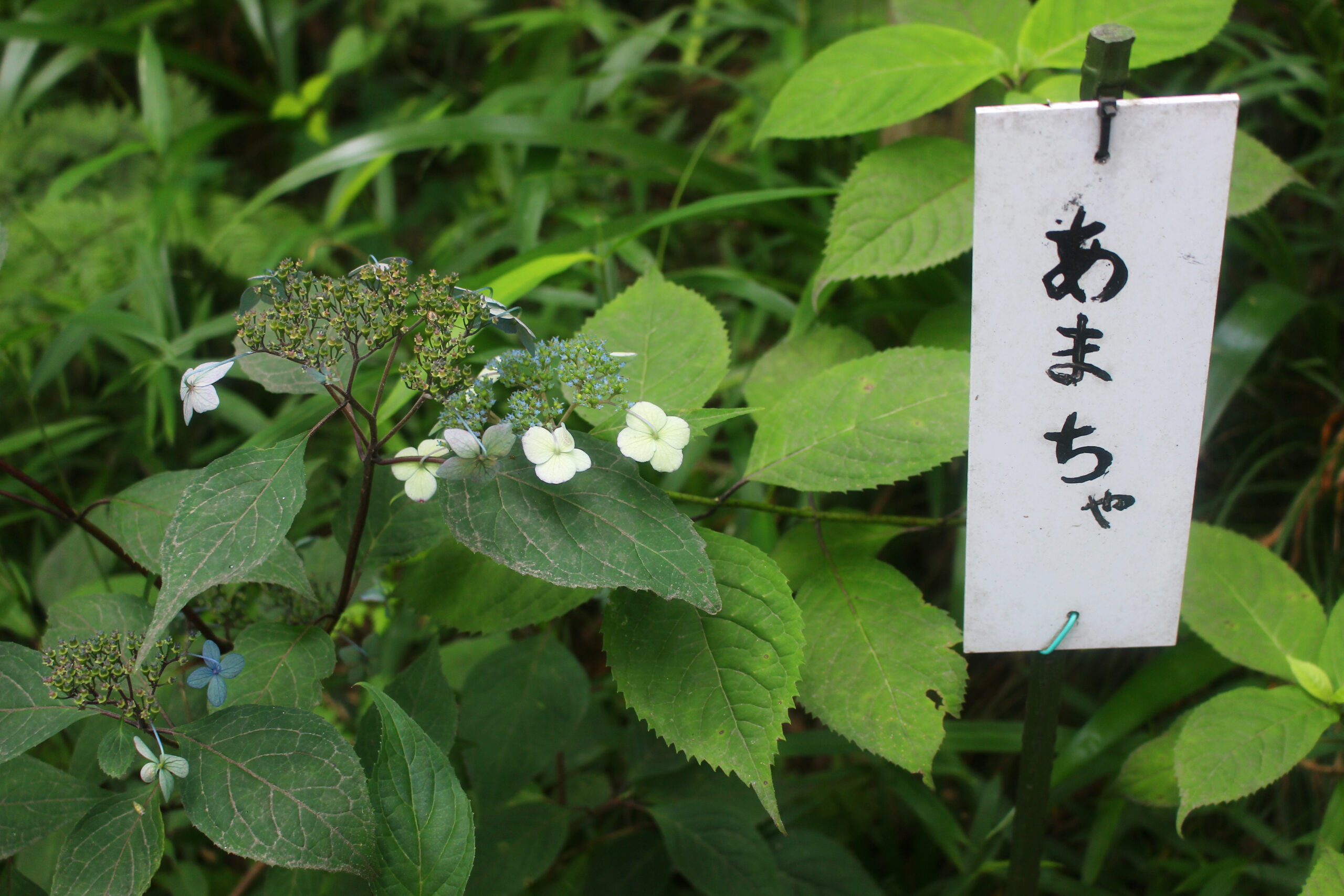 高幡不動尊あじさい