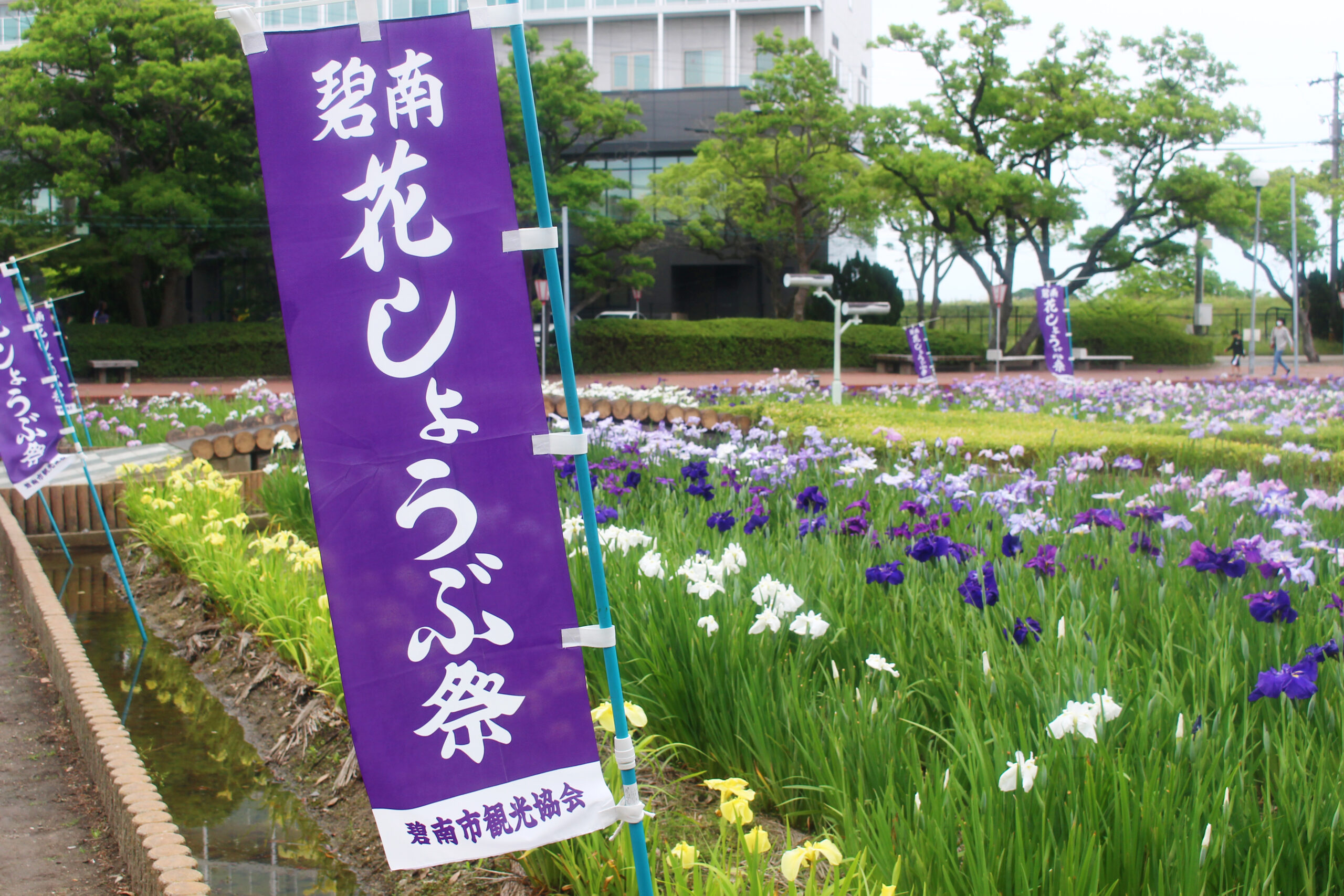 碧南市花しょうぶ
