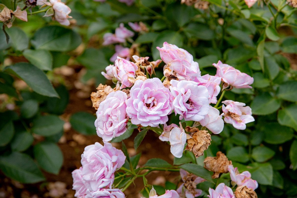 京成バラ園 マチネ
