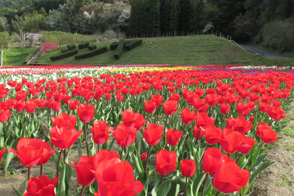 奥殿陣屋の花ぞの苑