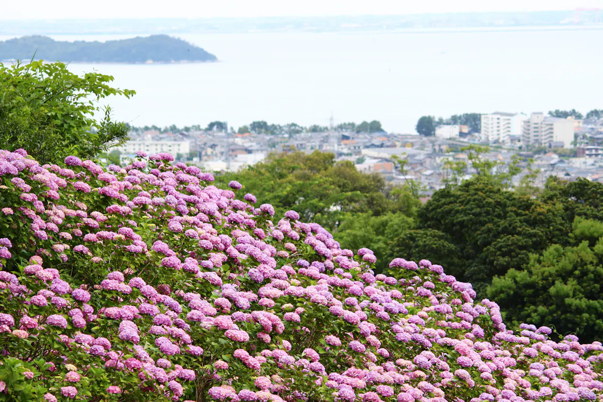 形原温泉あじさい祭り21 株のあじさいが一面咲き誇る 夜はホタルも登場 オマツリジャパン あなたと祭りをつなげるメディア 形原温泉あじさい祭り21 株のあじさいが一面咲き誇る 夜はホタルも登場 オマツリジャパン あなたと祭りをつなげるメディア