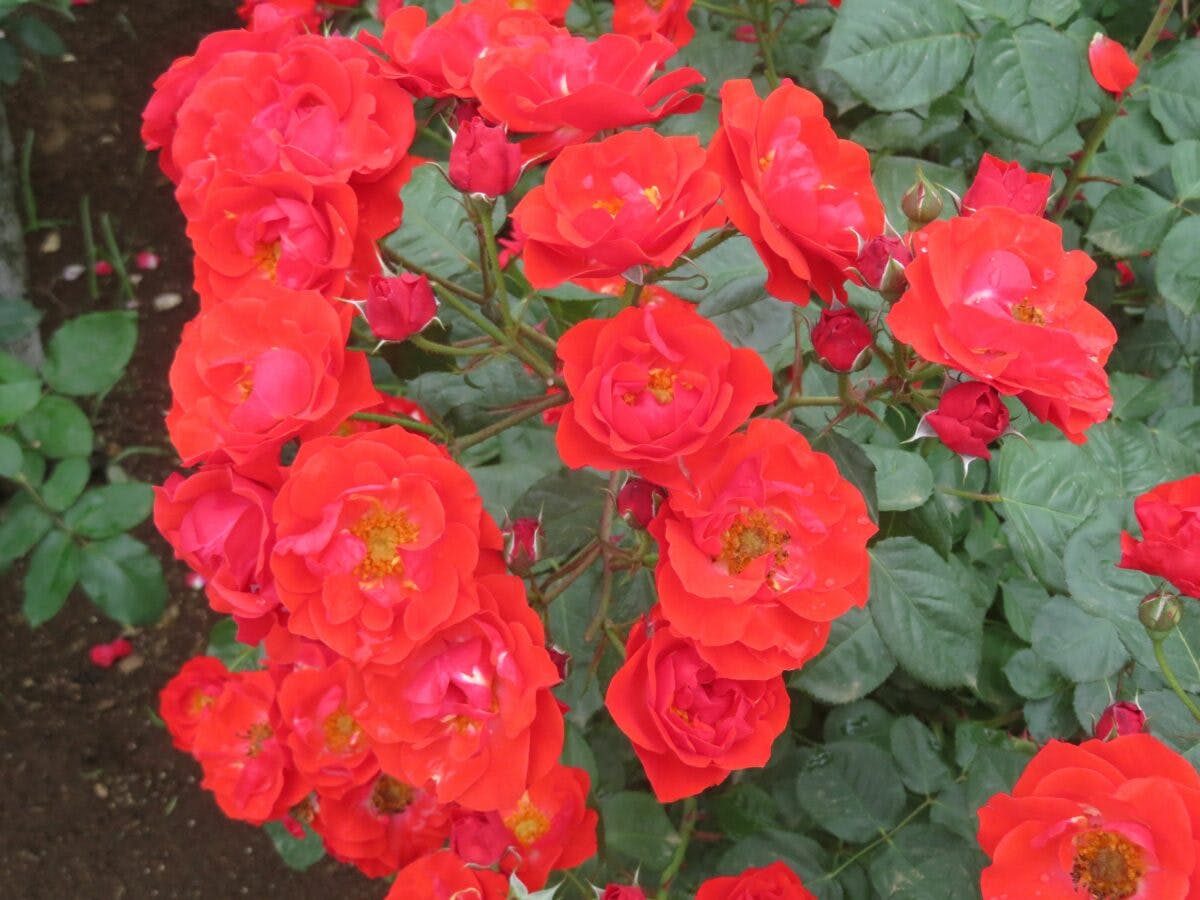 花久の里バラまつりでローズガーデンを彩る約0種類のバラ オマツリジャパン あなたと祭りをつなげるメディア