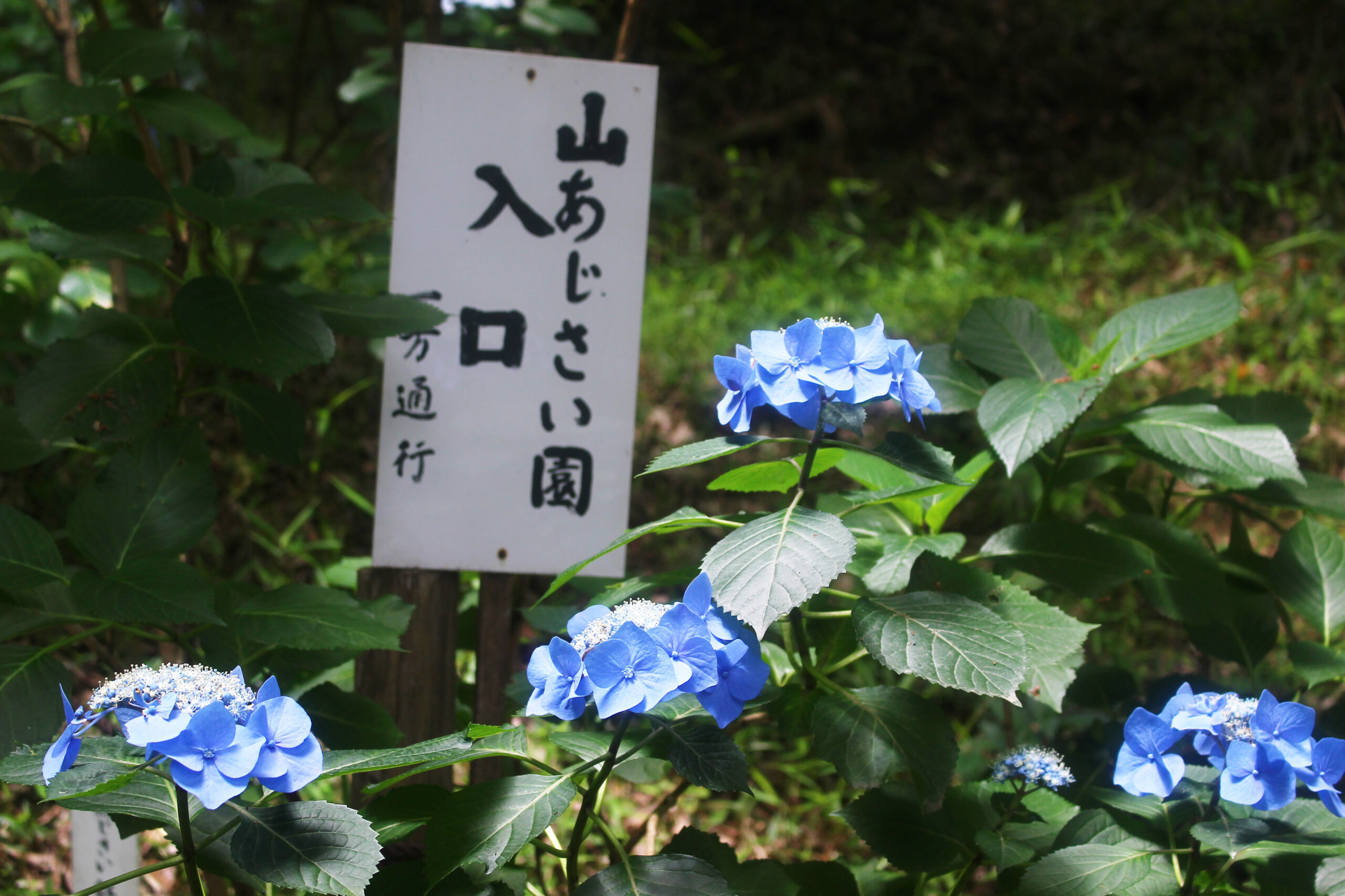 高幡不動尊あじさい