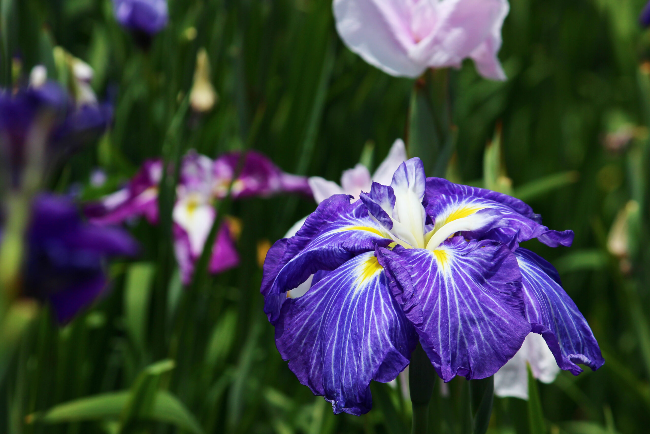 賀茂しょうぶ園