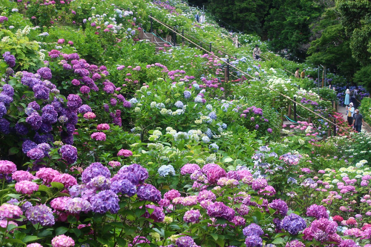 形原温泉あじさい祭り21 株のあじさいが一面咲き誇る 夜はホタルも登場 オマツリジャパン あなたと祭りをつなげるメディア 形原温泉あじさい祭り21 株のあじさいが一面咲き誇る 夜はホタルも登場 オマツリジャパン あなたと祭りをつなげるメディア