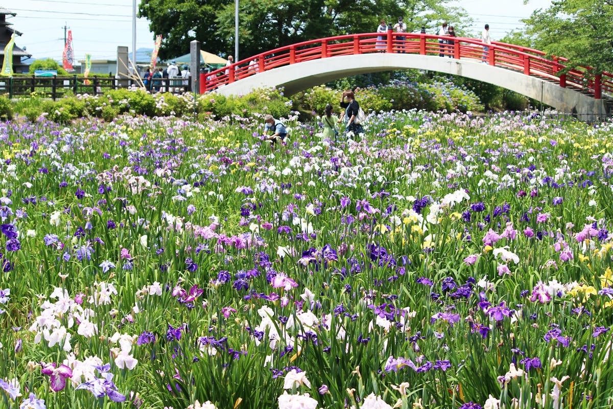 賀茂しょうぶ園花しょうぶまつり21 300種 株の花が咲き広がる豊橋の祭り オマツリジャパン 毎日 祭日 賀茂しょうぶ園花しょうぶまつり21 300種 株の花が咲き広がる豊橋の祭り オマツリジャパン 毎日 祭日