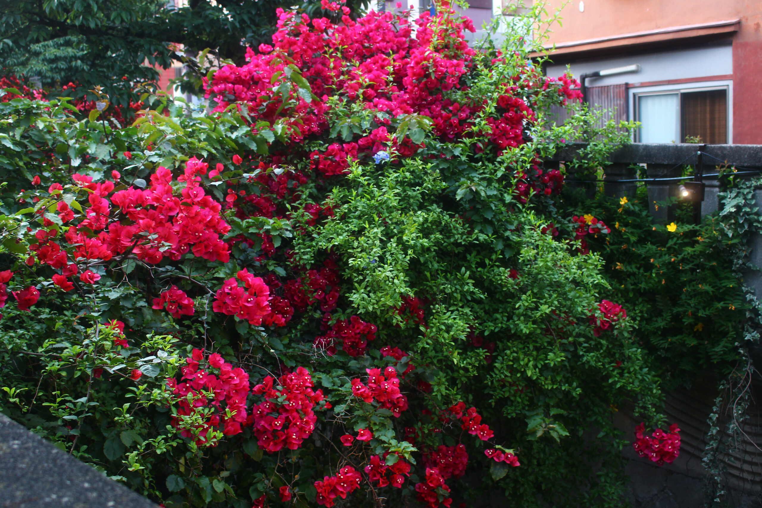 熱海ジャカランダ