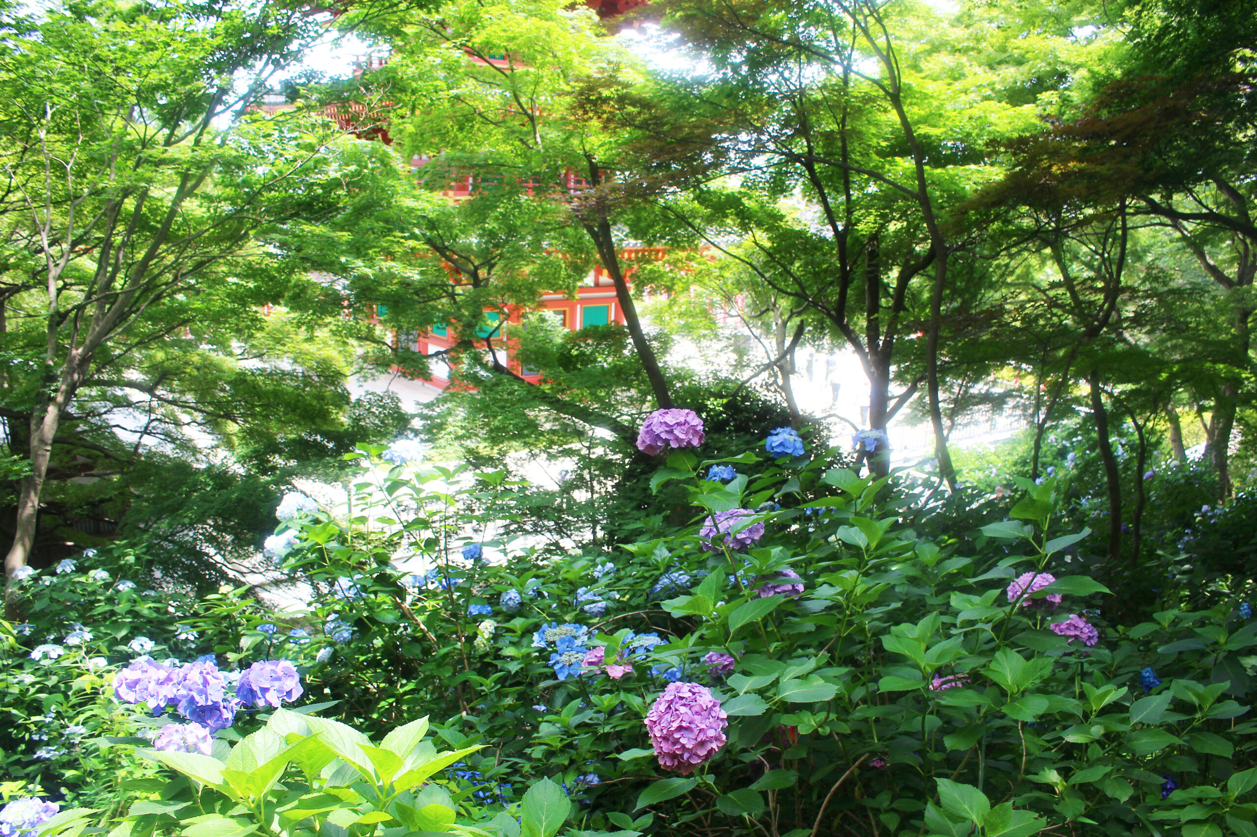 高幡不動尊あじさい