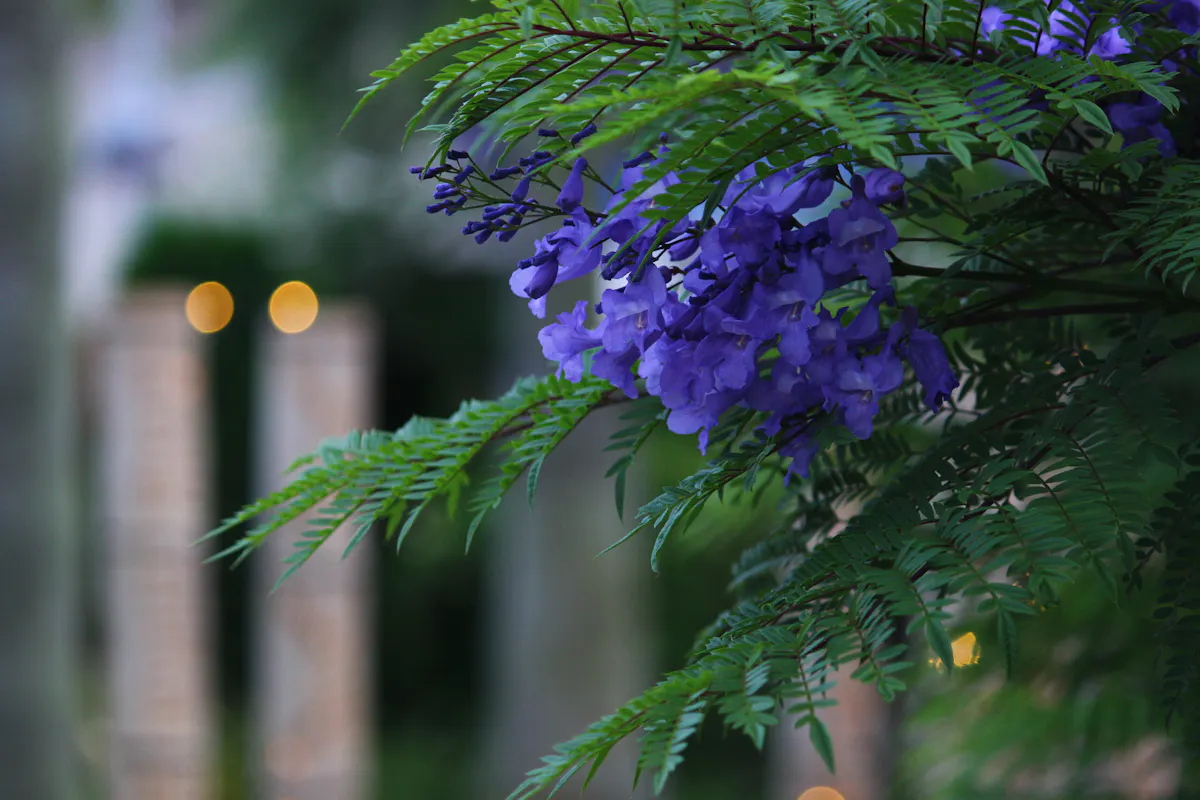Atamiジャカランダフェスティバル21 熱海に初夏を告げる幸せの紫の花 オマツリジャパン あなたと祭りをつなげるメディア Atamiジャカランダフェスティバル21 熱海に初夏を告げる幸せの紫の花 オマツリジャパン あなたと祭りをつなげるメディア