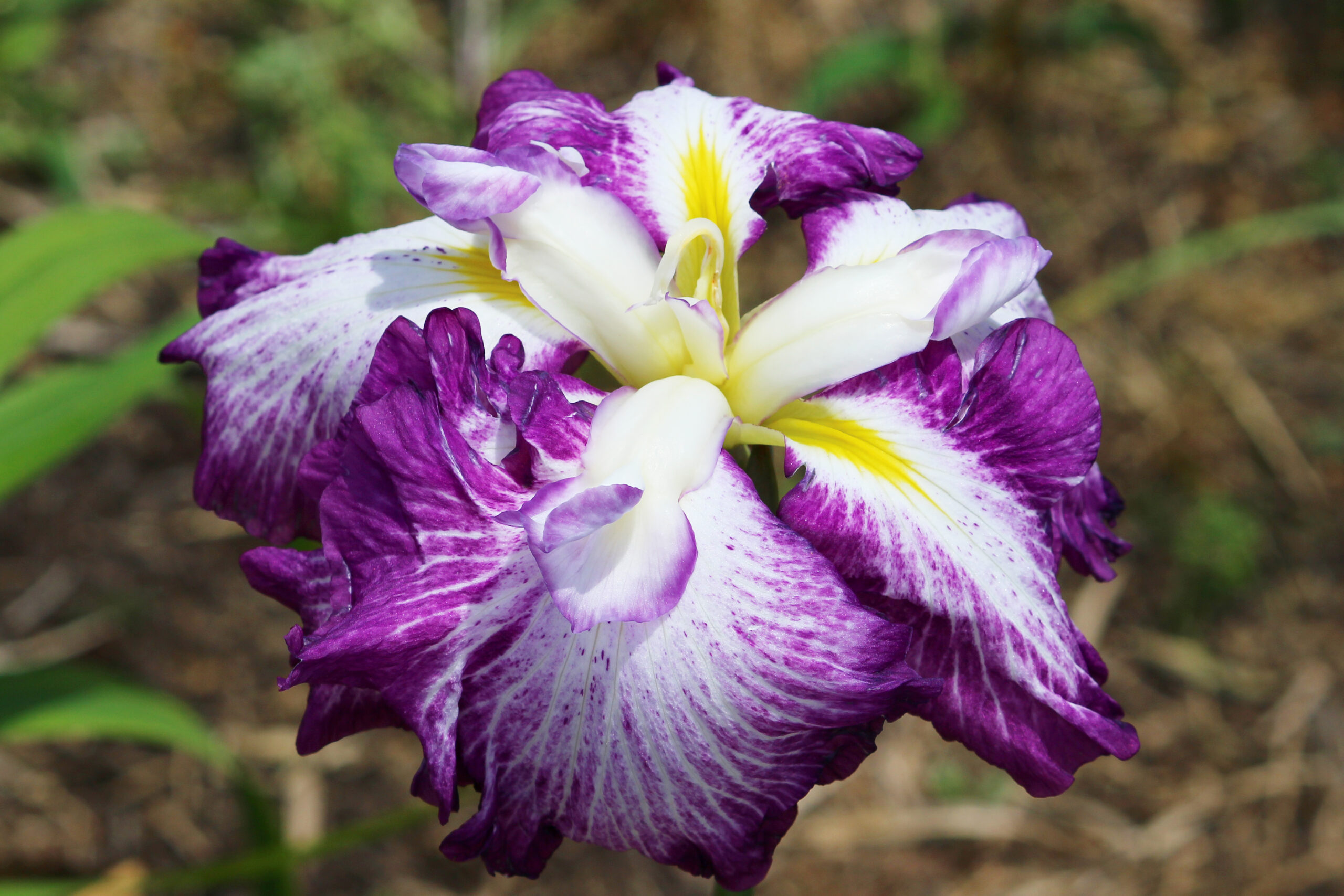 賀茂しょうぶ園