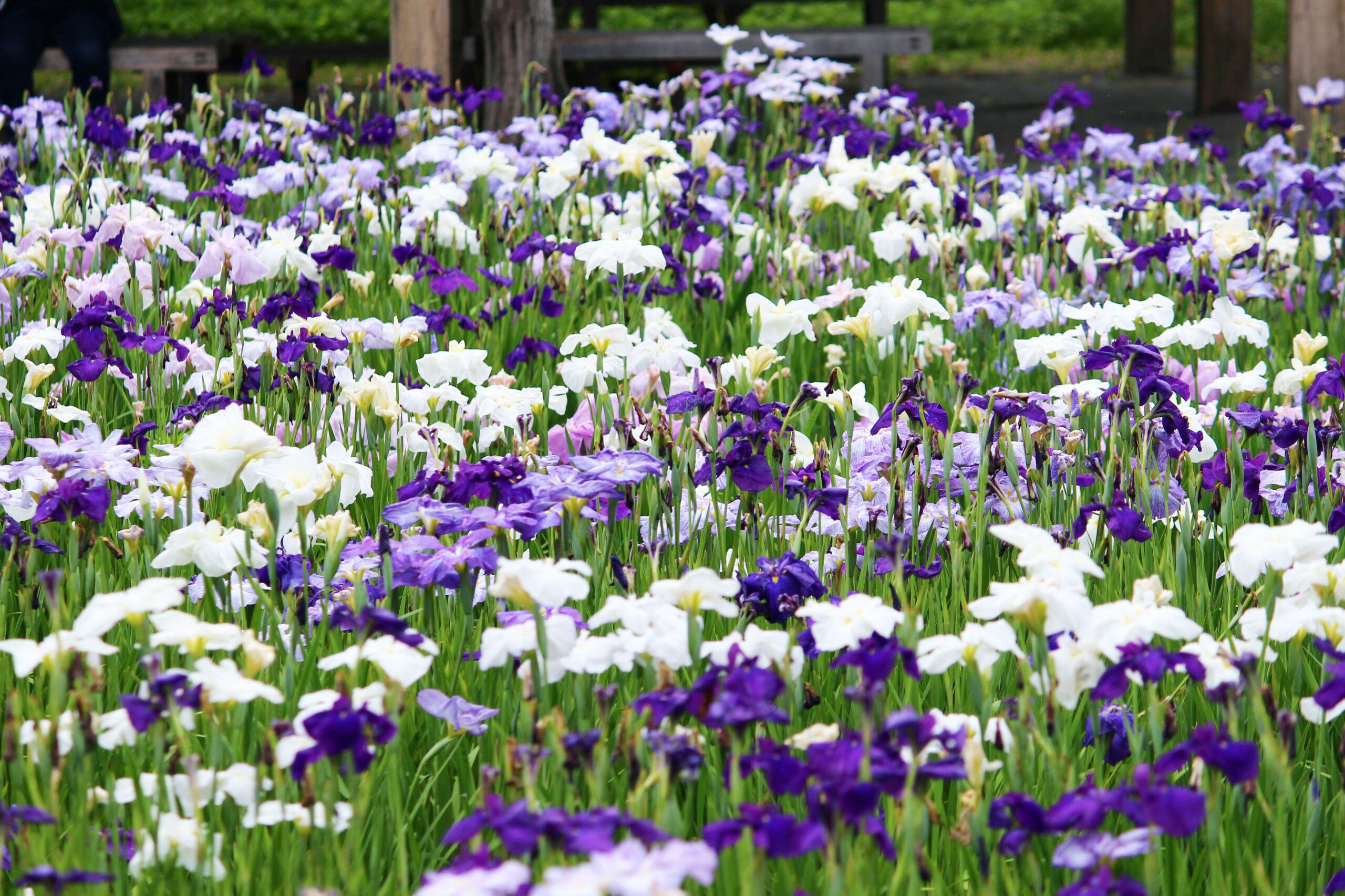 碧南市花しょうぶ