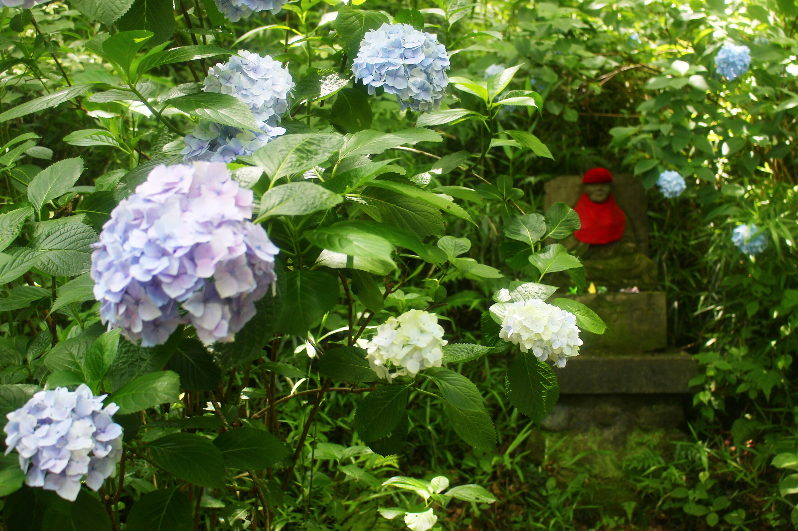 高幡不動尊あじさい