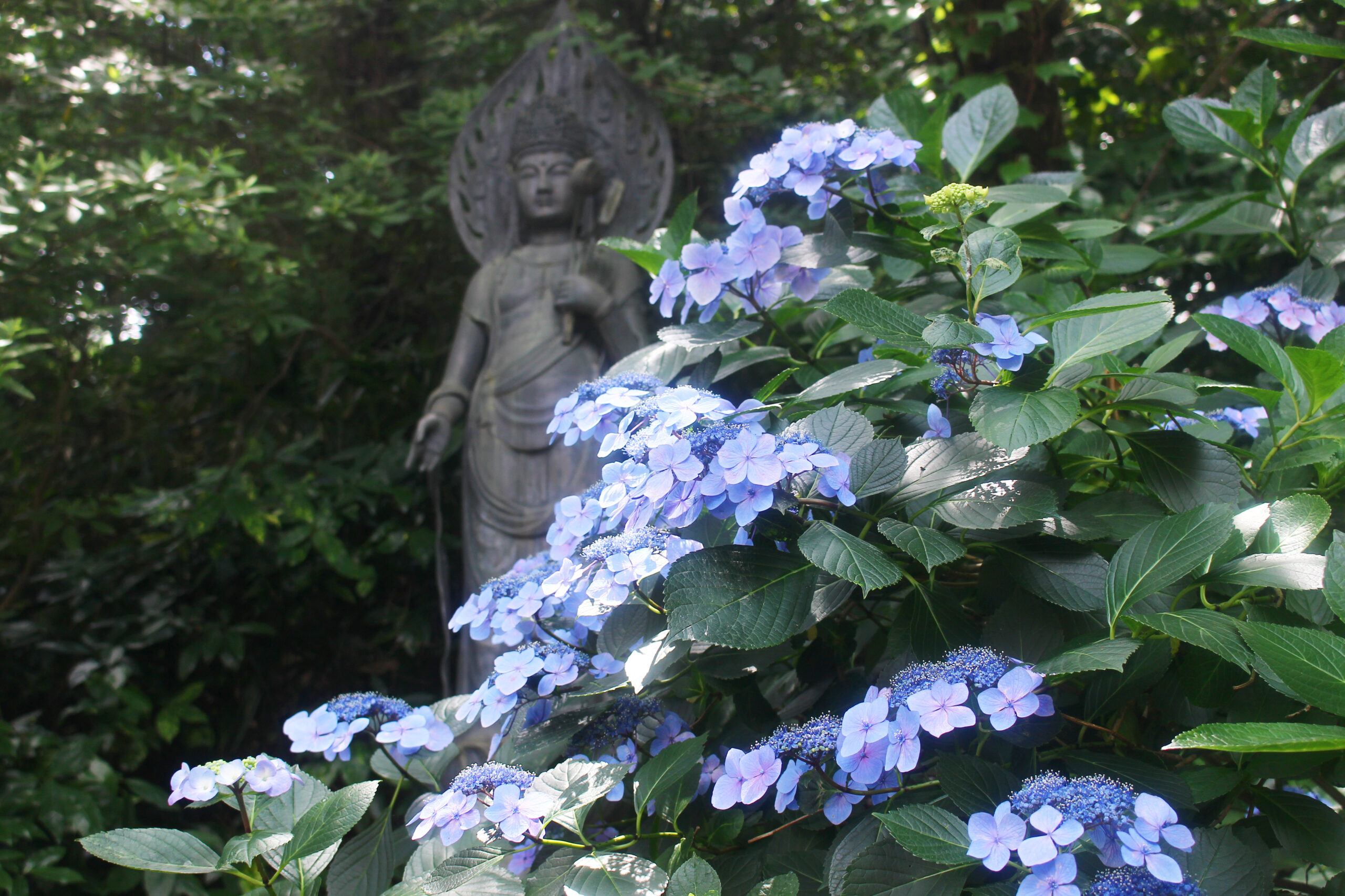 高幡不動尊あじさい