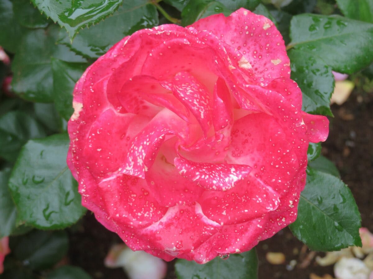 花久の里バラまつりでローズガーデンを彩る約0種類のバラ オマツリジャパン あなたと祭りをつなげるメディア