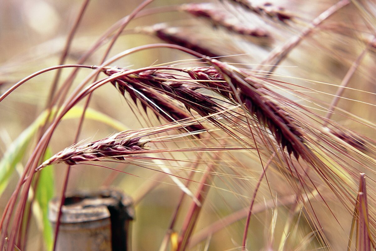藤川宿むらさき麦