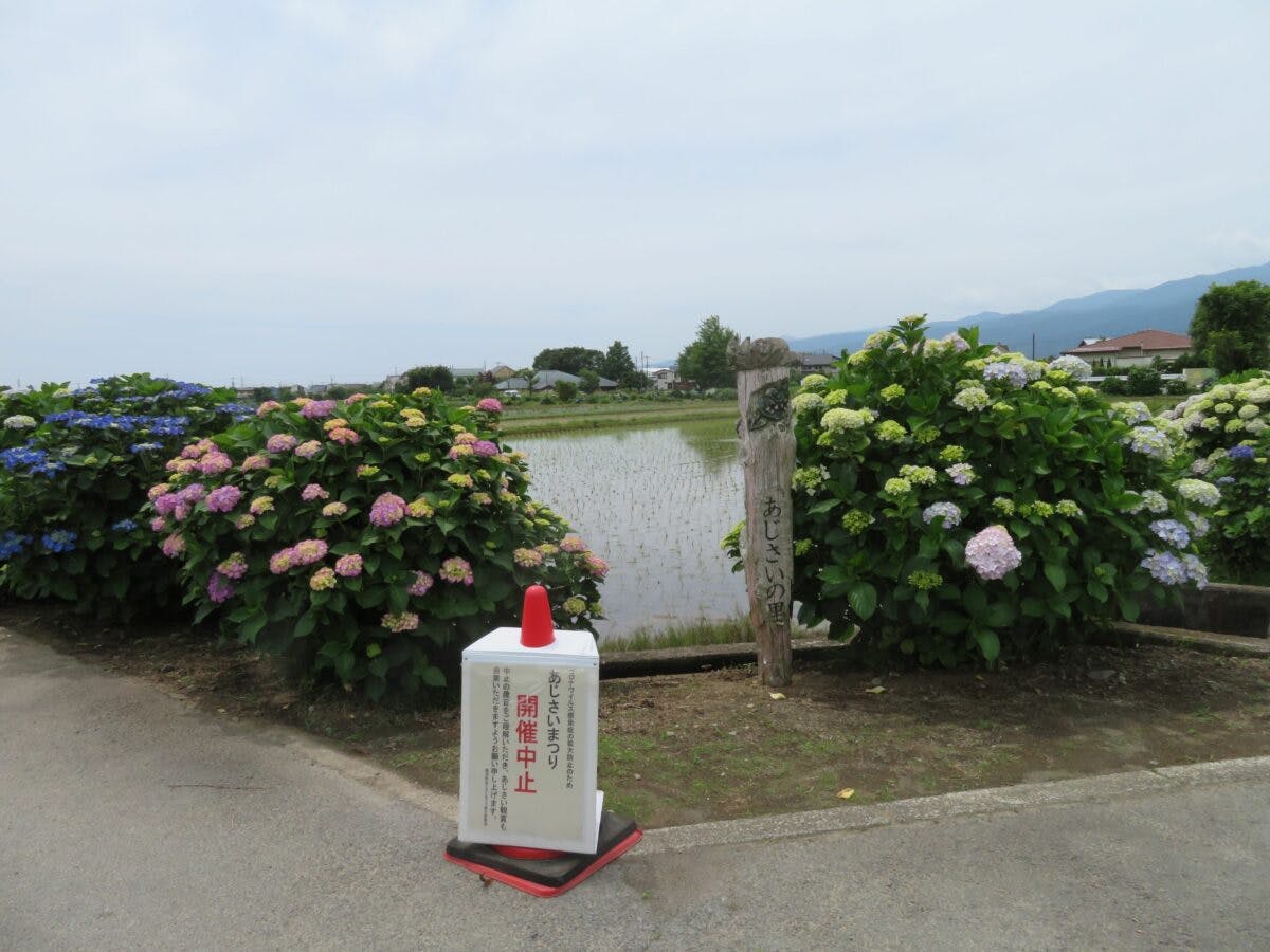 開成町のあじさいの里 あじさいまつり会場で約5000株が見頃 オマツリジャパン 毎日 祭日