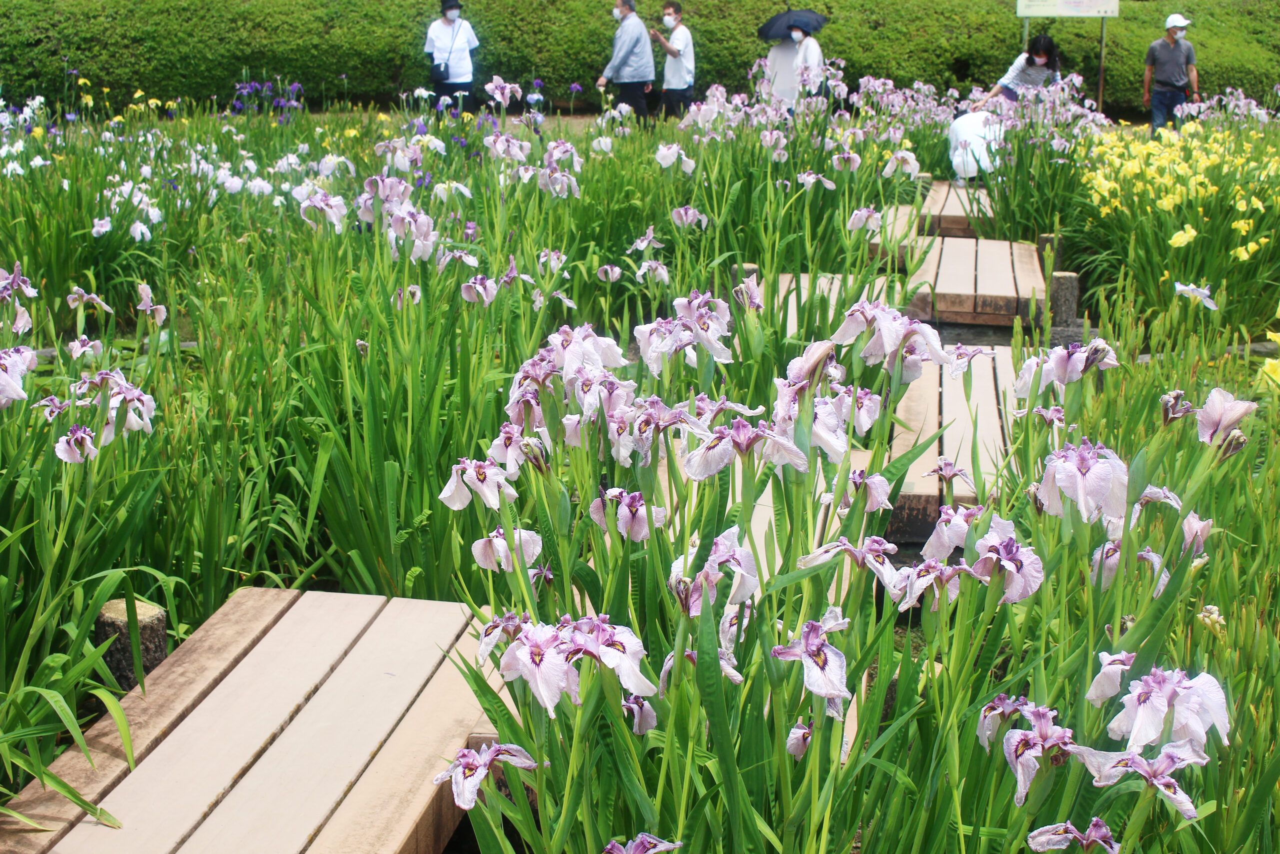 賀茂しょうぶ園