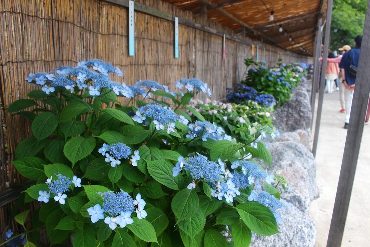 形原温泉あじさい祭り21 株のあじさいが一面咲き誇る 夜はホタルも登場 オマツリジャパン あなたと祭りをつなげるメディア 形原温泉あじさい祭り21 株のあじさいが一面咲き誇る 夜はホタルも登場 オマツリジャパン あなたと祭りをつなげるメディア
