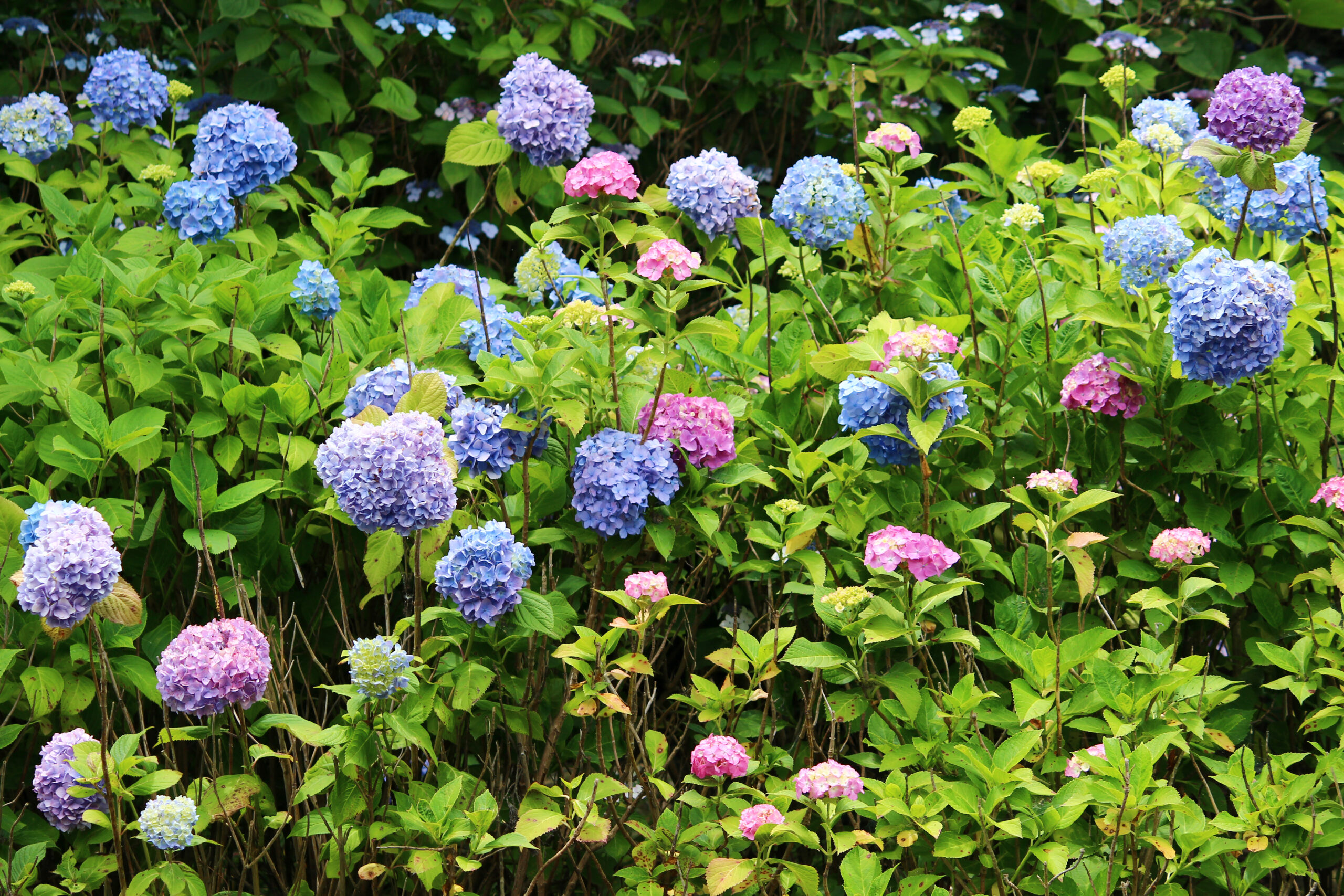賀茂しょうぶ園