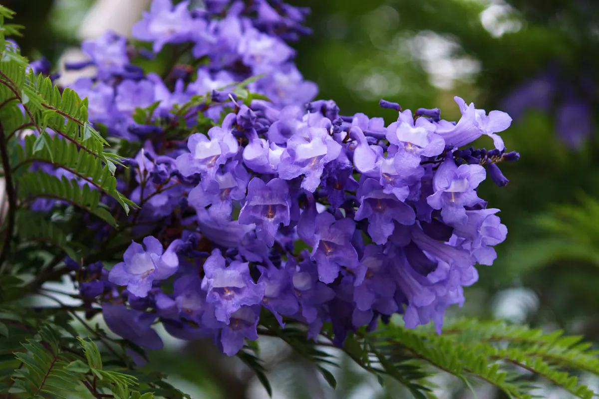 ATAMIジャカランダフェスティバル2021!熱海に初夏を告げる幸せの紫の花|株式会社オマツリジャパン