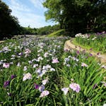 大池公園花しょうぶまつり2021！愛知・東海市で初夏を彩る128種・5000株の花