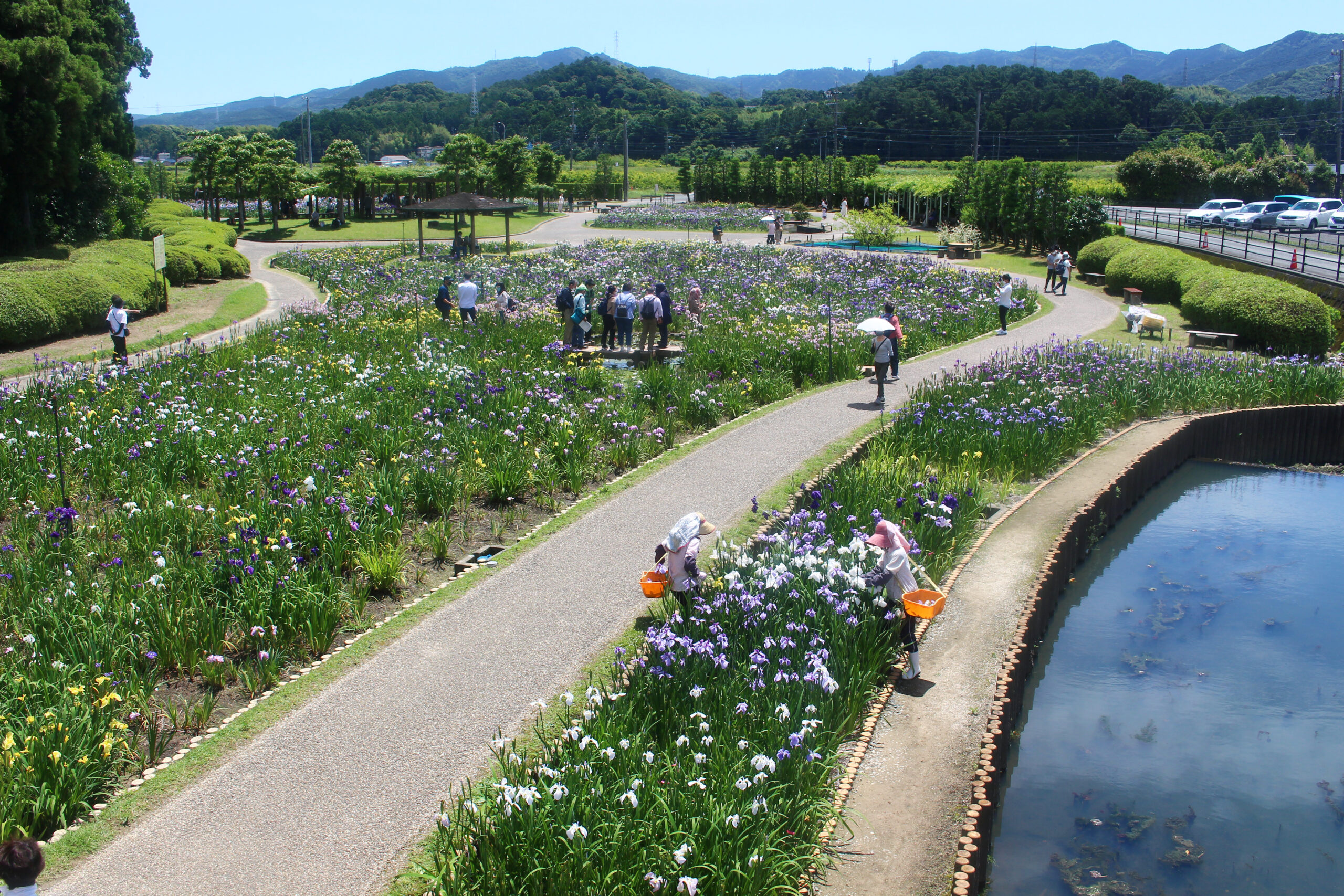 賀茂しょうぶ園