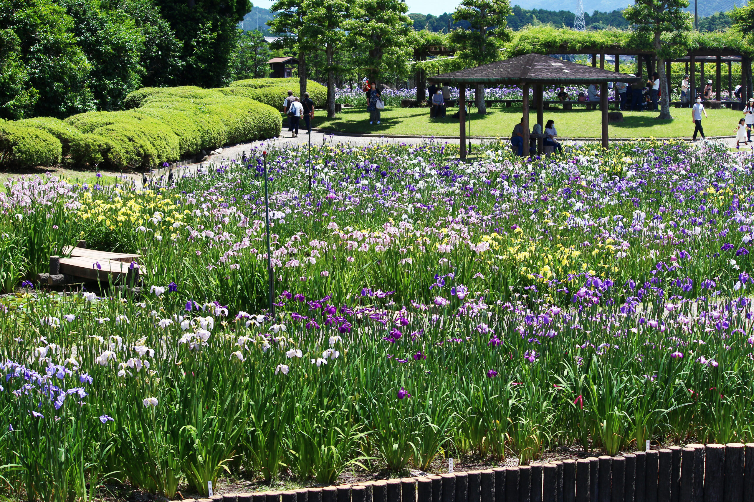 賀茂しょうぶ園