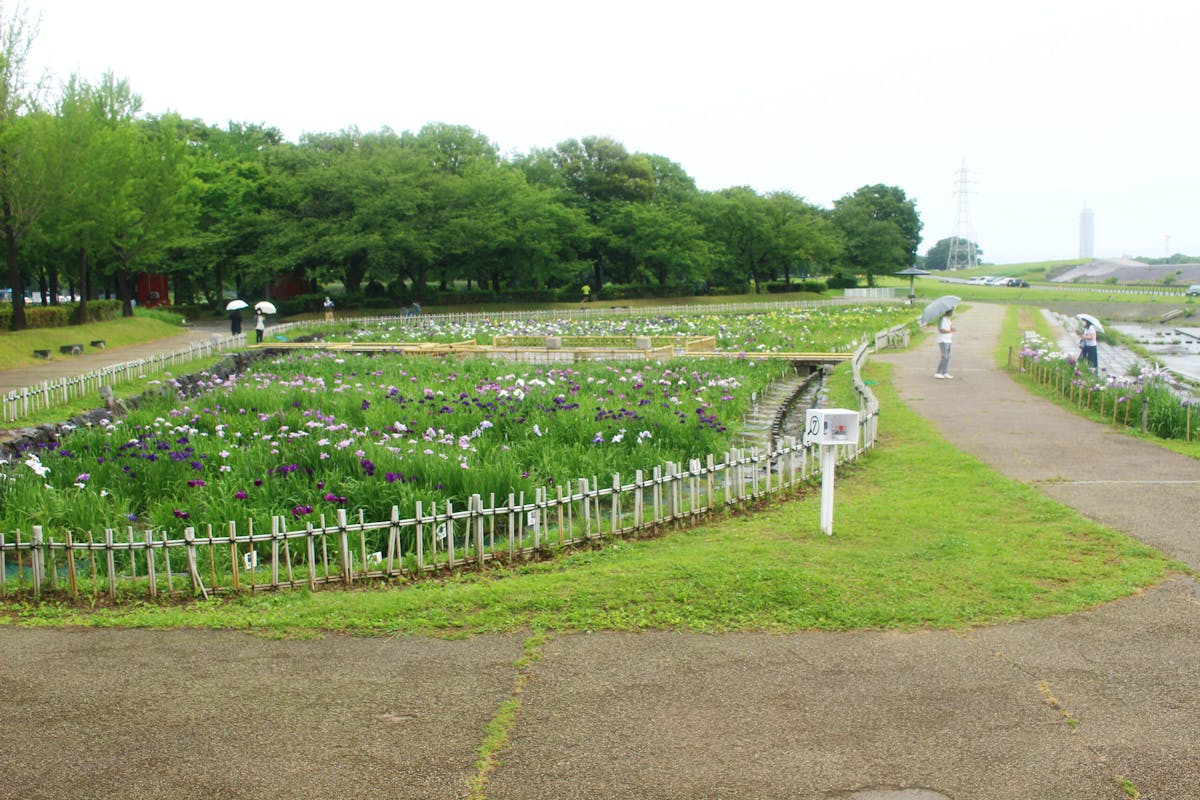 よっといで バラとハナショウブの庄内緑地 初夏の華まつり 21 現地情報レポ オマツリジャパン 毎日 祭日 よっといで バラとハナショウブの庄内緑地 初夏の華まつり 21 現地情報レポ オマツリジャパン 毎日 祭日