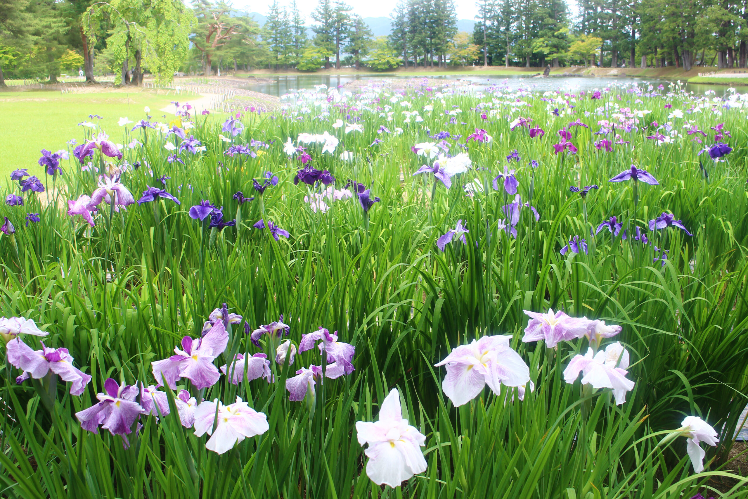 毛越寺あやめ