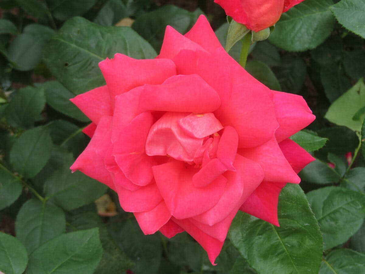 いばらきフラワーパークの約900種 9000株の春バラは今が見頃 オマツリジャパン あなたと祭りをつなげるメディア いばらきフラワーパークの約900種 9000株の春バラは今が見頃 オマツリジャパン あなたと祭りをつなげるメディア