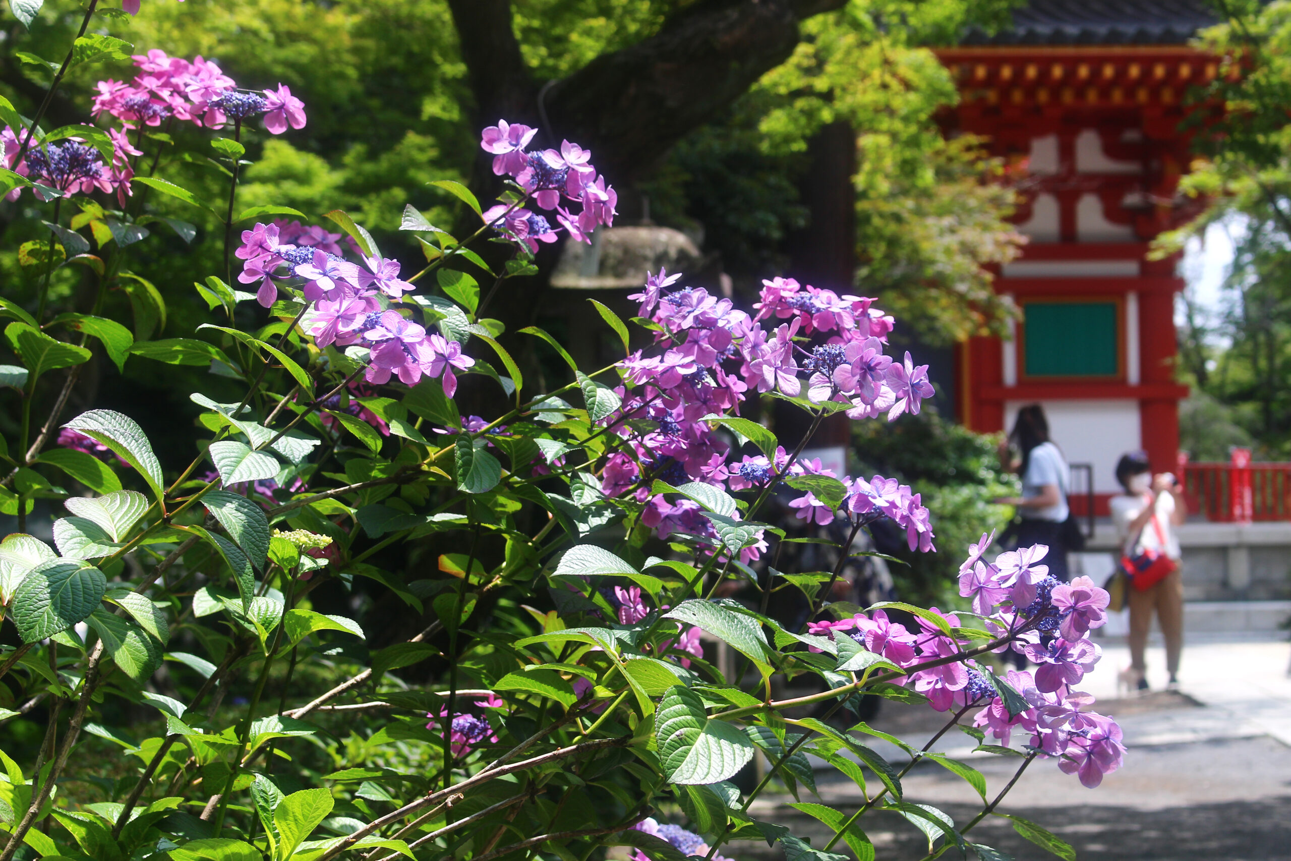 高幡不動尊あじさい