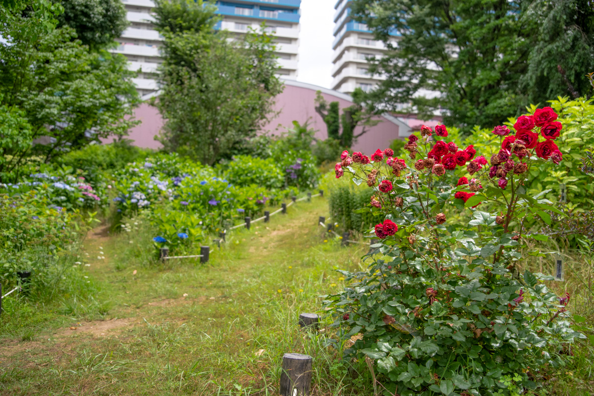 京成バラ園 バラとアジサイ