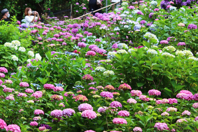 三河 に関する記事 オマツリジャパン あなたと祭りをつなげるメディア